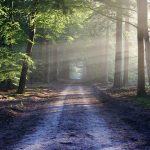 Posts The forest